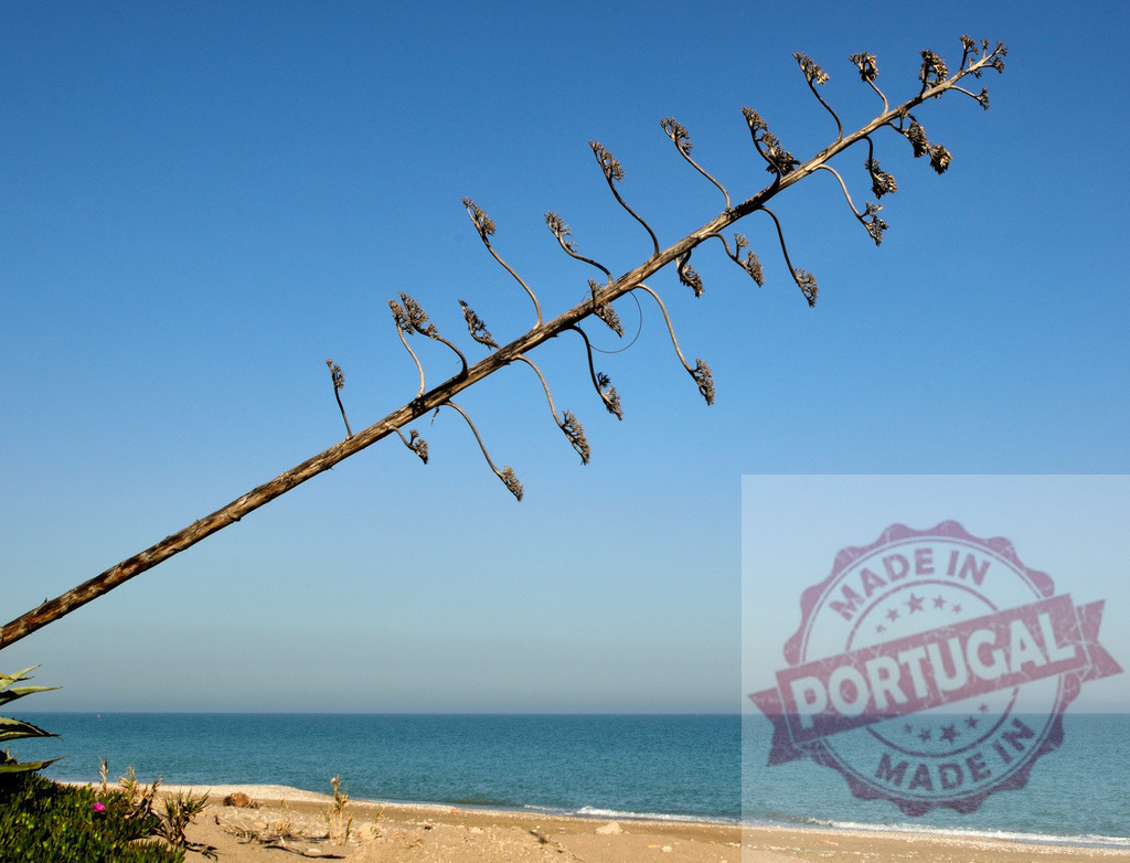 Dried agave stalk on a minimalist beach landscape | Dried agave growing on sandy beach with calm blue sea and clear sky - Realisiert mit Pictrs.com