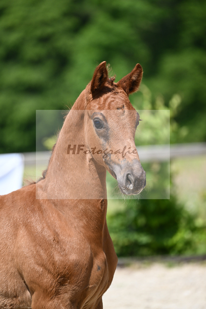 Kat-Nr. 8 HF DSP Feliciano_Niedermair_15230157 | hf-fotografie - Realizzato con Pictrs.com