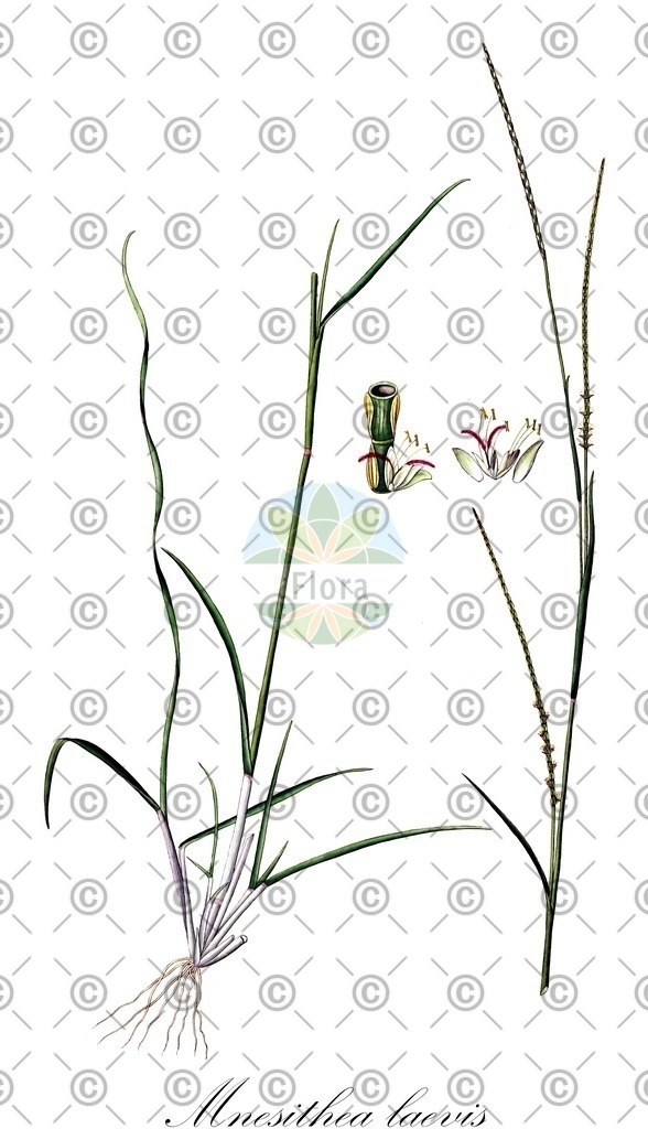HistAbb_wfo-0000373740_1_ENZY_Simple | Historische Abbildung von Mnesithea laevis - Poaceae | Historical Illustration of Mnesithea laevis - Poaceae