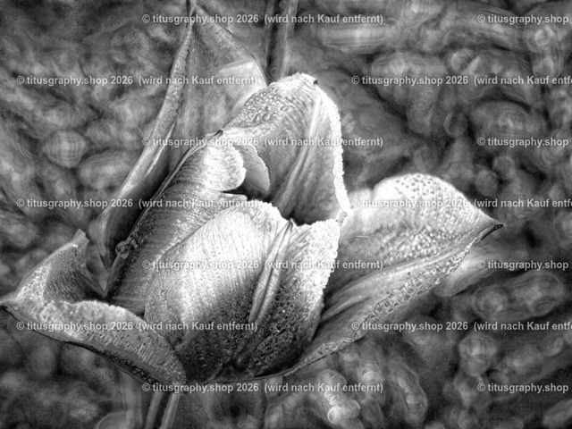 titusgraphy-P5057666_var-020 | Fotokunstarbeit aus der INSTAGRAM-Gallerie auf titusgraphy.eu - Realisiert mit Pictrs.com