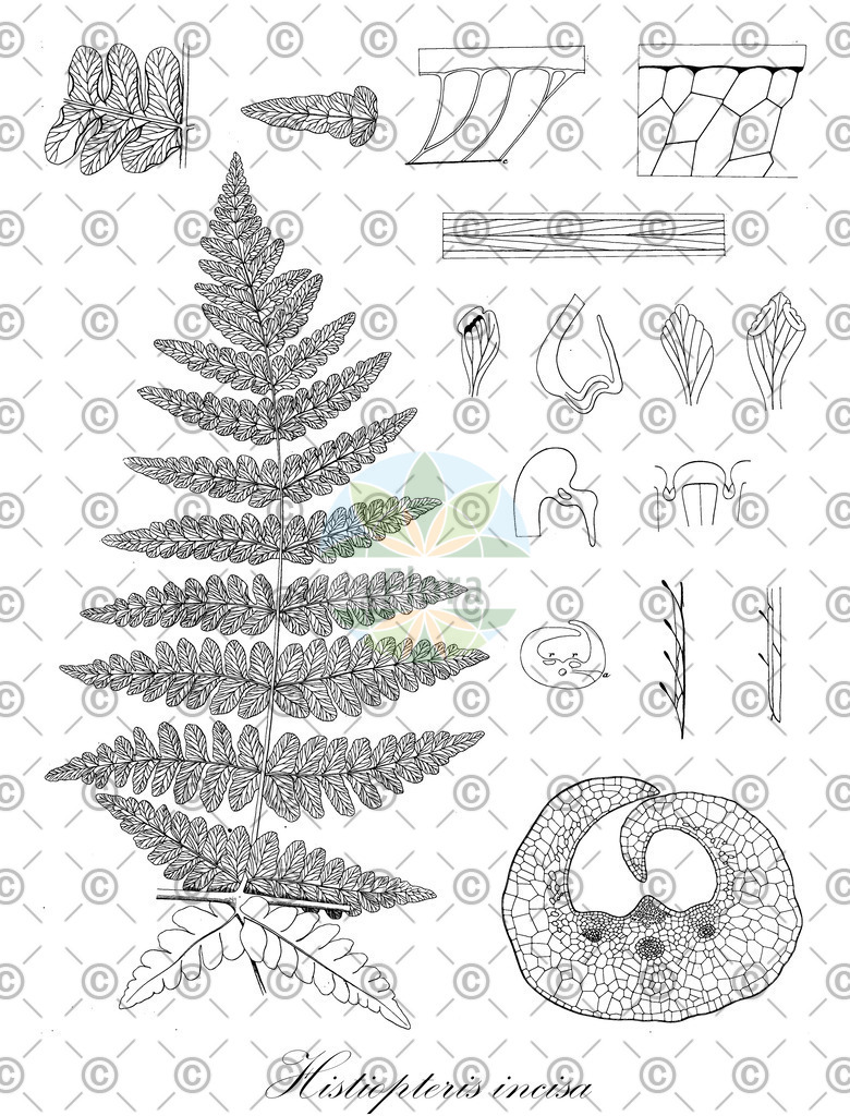 HistAbb_EMP_107619_1_FloraD_Simple | Historische Abbildung von Histiopteris incisa - Dennstaedtiaceae | Historical Illustration of Histiopteris incisa - Dennstaedtiaceae