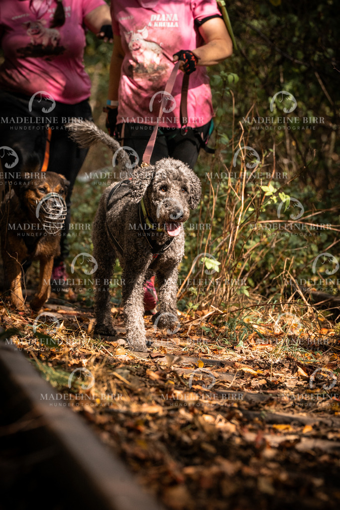 madeleinebirr.fotografie.2026.cc.hunsrueck.12-13Uhr.129 | hundefotografie-birr