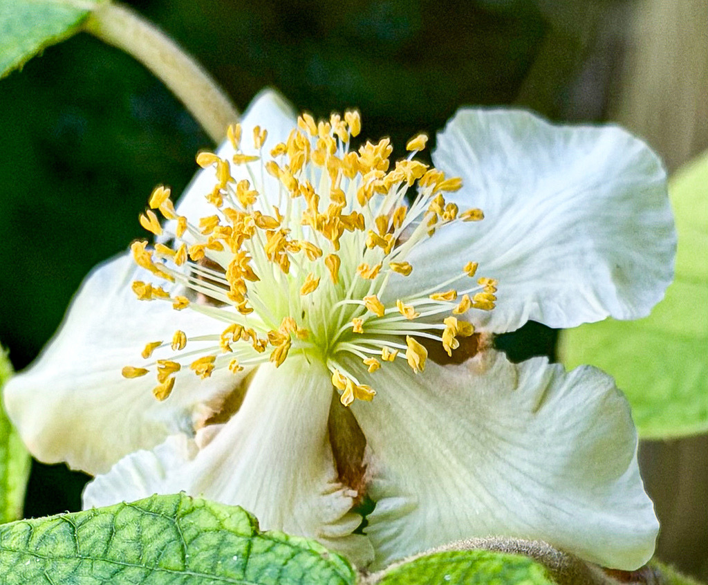 Golden Center – Exotische Kiwi-Blüte Wandbild & Fine Art Print | Ein faszinierendes Meisterwerk botanischer Fotokunst. Diese High-End-Makroaufnahme fängt die zarte, elegante Schönheit einer erblühenden Kiwi-Blüte ein. Das harmonische Zusammenspiel aus den schneeweißen, geschwungenen Blütenblättern und dem strahlenden, goldgelben Zentrum im weichen Sonnenlicht erzeugt eine beruhigende und zugleich luxuriöse Ästhetik. Ein exklusives Statement-Piece, das zeitlose Eleganz und natürliche Frische in moderne Räume bringt.Material-Empfehlung: Für diese leuchtende, detailreiche Nahaufnahme empfehle ich ganz klar das Motiv hinter glänzendem Acrylglas. Das Acrylglas verleiht dem Gold im Zentrum eine magische Leuchtkraft, verstärkt die Brillanz des reinen Weiß und sorgt für einen makellosen Galerie-Look mit spektakulärer Tiefenwirkung.Bringen Sie exklusive Naturästhetik in Ihre Räume. Sichern Sie sich dieses ausdrucksstarke Wandbild modern jetzt für Ihre stilvolle Wandgestaltung.[Archiv-Nr. #0114] - Realisiert mit Pictrs.com