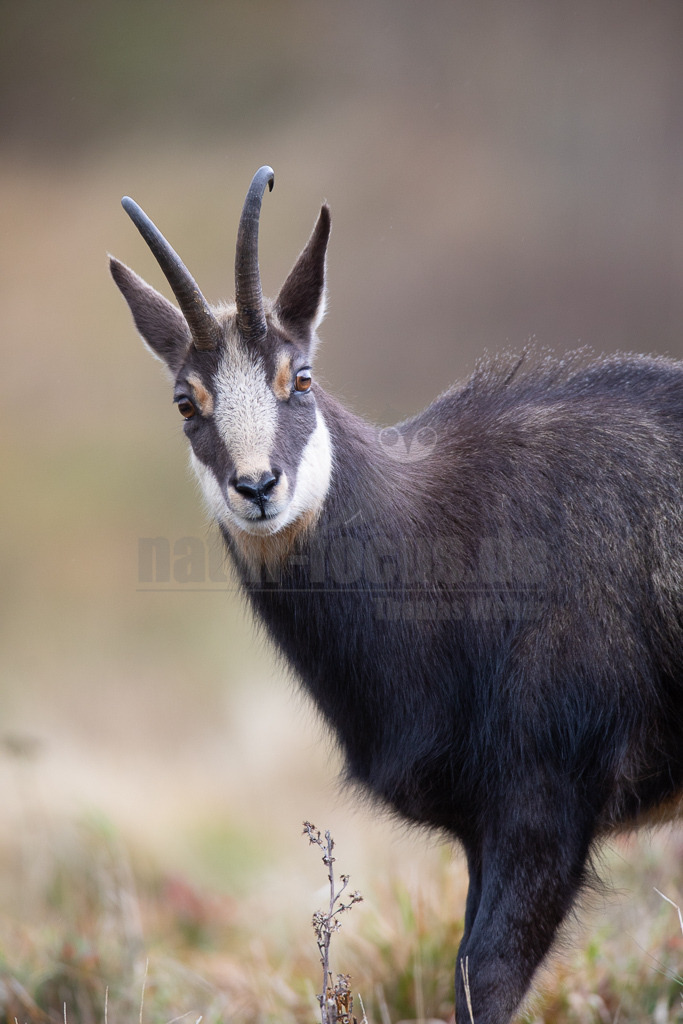 20171023135441 | Die Gämse (Rupicapra rupicapra) ist ein Wiederkäuer und gehört zur Familie der Hornträger (Bovidae). Die Gämse lebt in Gebirgslandschaften und zieht im Sommer auf Hochlagen bis zu 2.500 m. In Deutschland kommt sie in den Alpen und in geringer Zahl auch im Schwarzwald und der Schwäbischen Alb vor. - Realisiert mit Pictrs.com