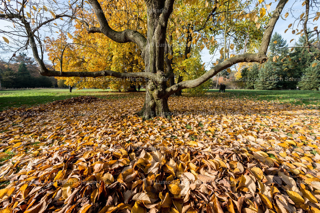 10049-4600 - Landschaftspark Degenershausen | Stockfoto und Bilderpool mit Bildmaterial aus Deutschland, dem Harz, Halberstadt, Quedlinburg, Wernigerode und weltweit. Qualitativ hochwertige und professionelle Fotos anschauen und kaufen. - Realisiert mit Pictrs.com
