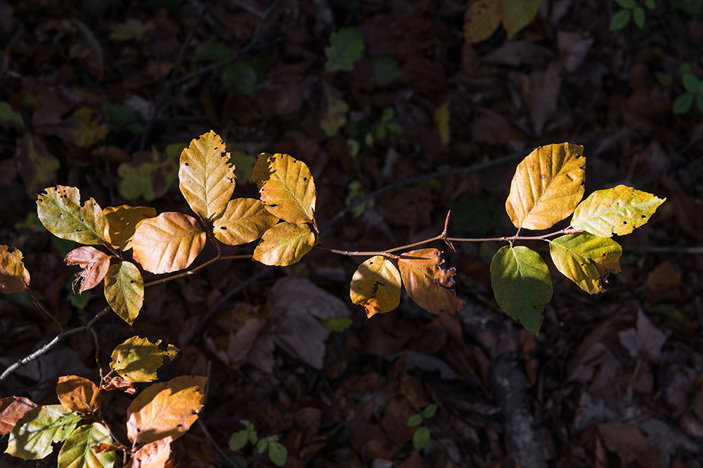 Herbstzweig | im Herbst. - Realisiert mit Pictrs.com