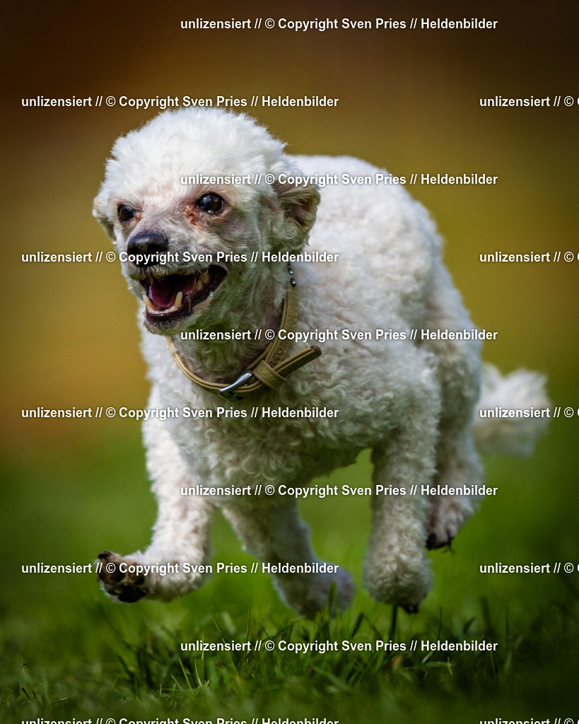 Sven Pries | 2025-04-13 - Hunderennen Baden-Baden - Realisiert mit Pictrs.com