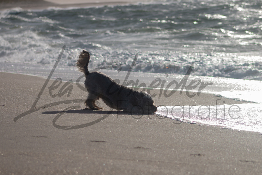 Meer 2 | Hund am nördlichsten Punkt Deutschlands auf Sylt. - Realisiert mit Pictrs.com