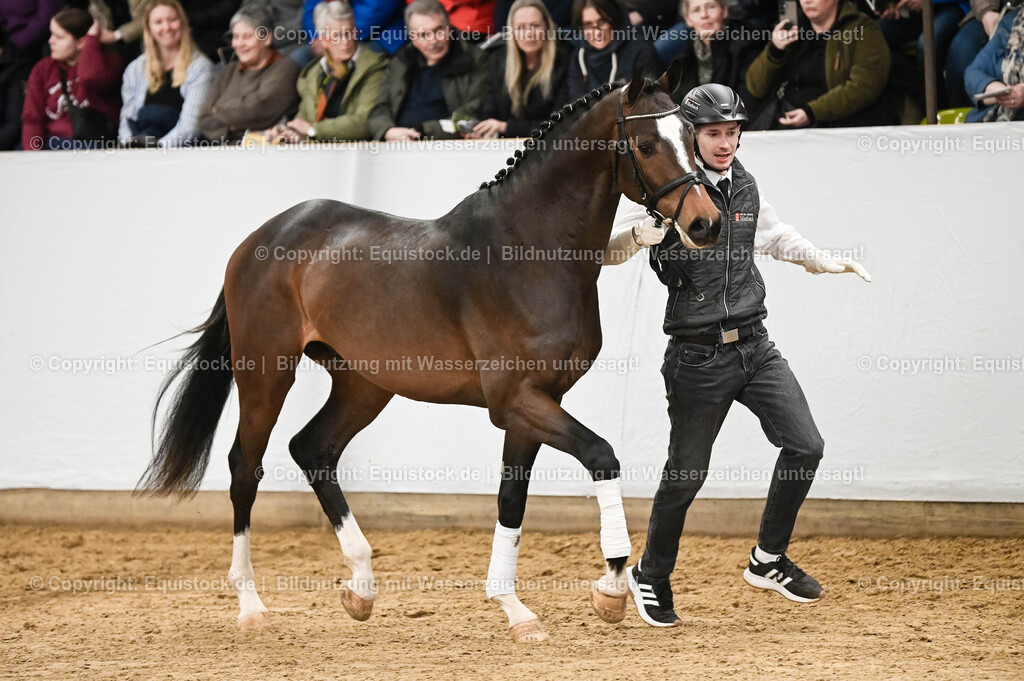 20260307_Hengstvorstellung-Marbach_0091 | equistock