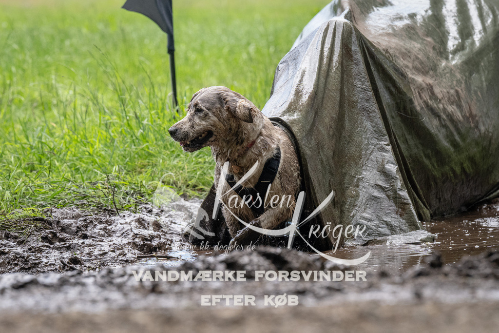 1114_ZZ92104 | kk-dogfotos