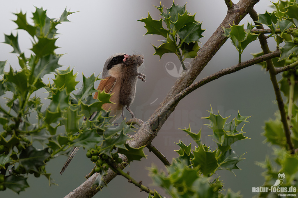 R5NF9892-20230628 | Der Neuntöter oder Rotrückenwürger ist eine Vogelart aus der Familie der Würger und in Mitteleuropa die häufigste Würgerart. Er ist vor allem durch sein Verhalten bekannt, Beutetiere auf Dornen aufzuspießen.  - Realisiert mit Pictrs.com