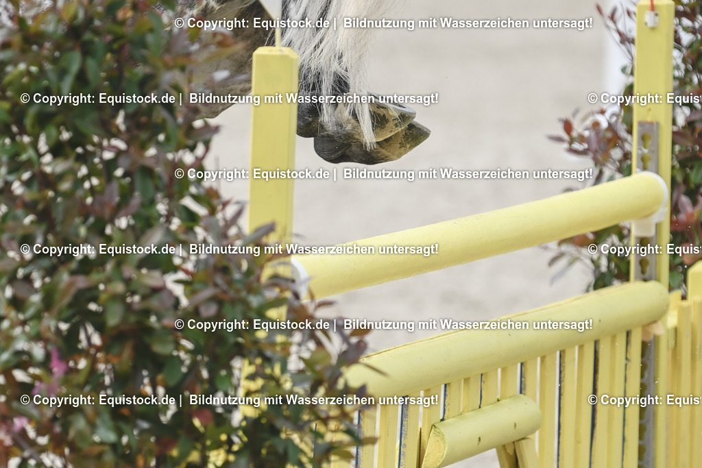 20230514_CCI4_Springen_0210 | equistock