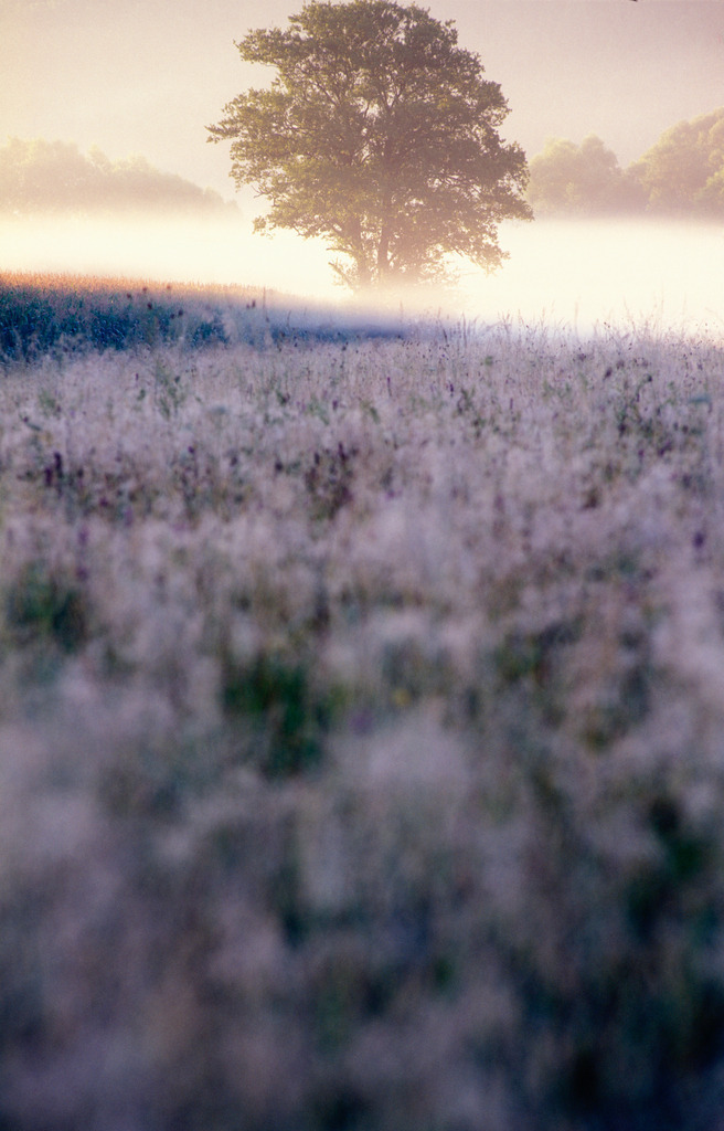 Morgennebel im Lafnitztal | , Austria: Morgennebel im Lafnitztal. - Realisiert mit Pictrs.com