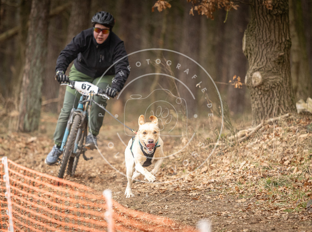 Pfotenfotografie_DV3A3403 | Hundefotografie, Tierfotograf, Pfotenfotografie, Fotoshooting Hund, Hunde Portrait, Hundesport, Hundeportraits, Heideshooting, Hunde, Sportfotograf, Hundefotograf, Turnierhundsport, THS,  - Realisiert mit Pictrs.com
