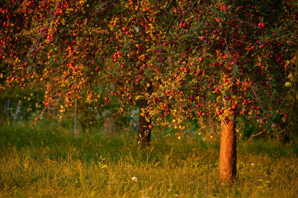 Apfelbaum Plantage im Streiflicht | Austria - August 15, 2018: Apfelbaum Plantage im Streiflicht. - Realisiert mit Pictrs.com