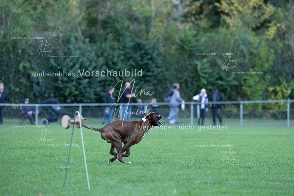 _16A4441 | Einzigartige Fotos von Hunden & Menschen –Actionfotos, Portraits, Vereinsaufnahmen & Paarshootings – authentisch, lebendig & mit Herz.