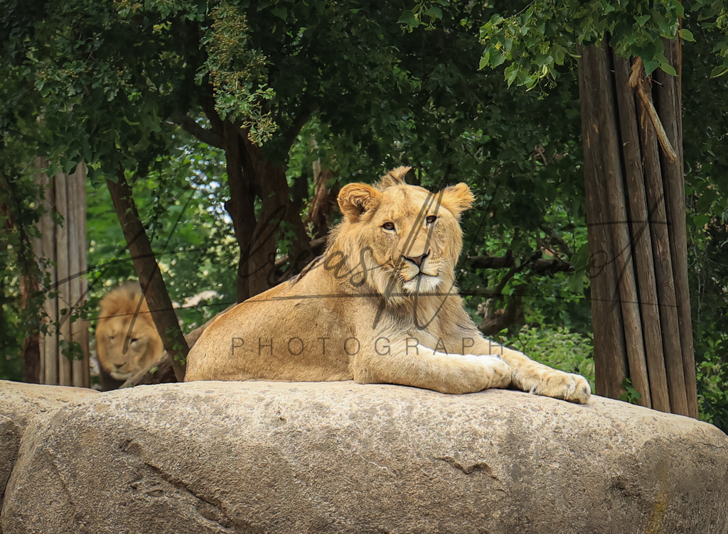 Löwenportrait | Zoobesuch Lweipzig 2022 - Realisiert mit Pictrs.com
