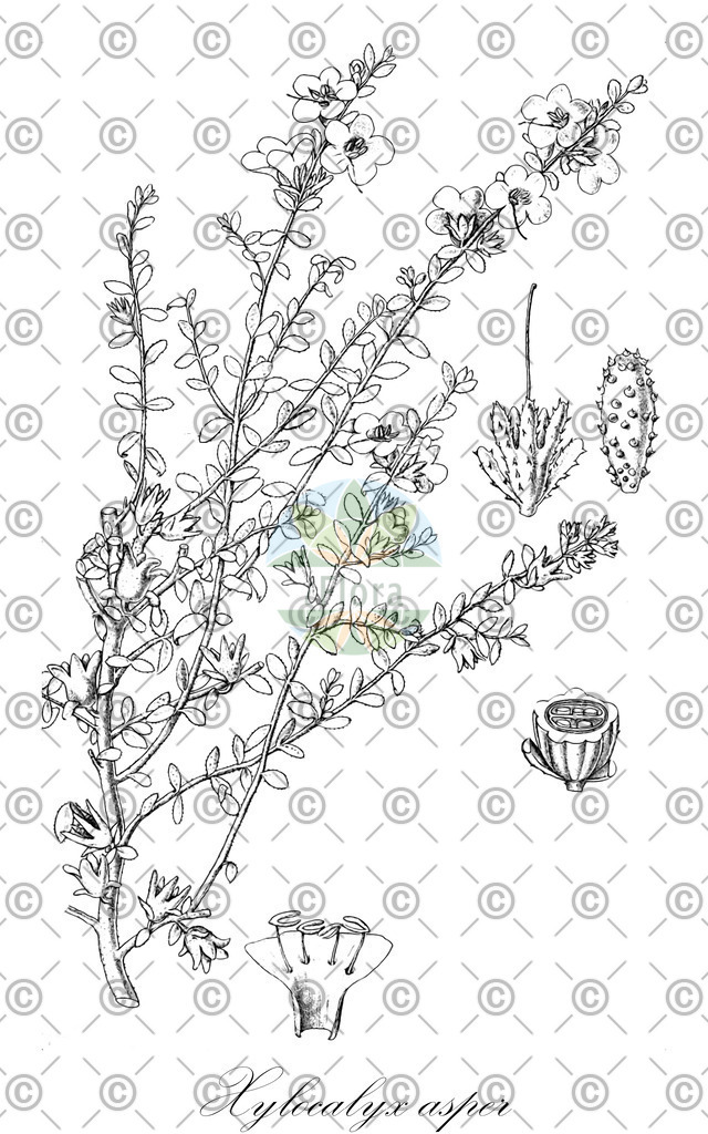 HistAbb_wfo-0000628477_1_ENZY_Simple | Historische Abbildung von Xylocalyx asper - Orobanchaceae | Historical Illustration of Xylocalyx asper - Orobanchaceae