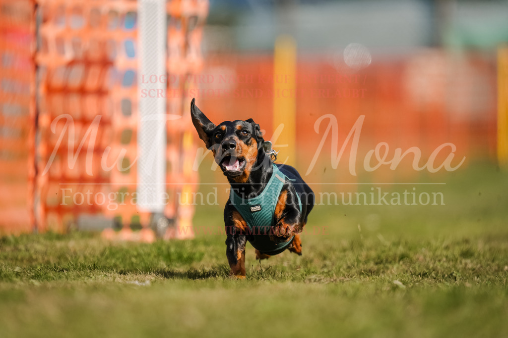 20250928_Hunderennen-254 | MuT (Mensch und Tier) mit Mona - Fotografie und Tierkommunikation - Realisiert mit Pictrs.com