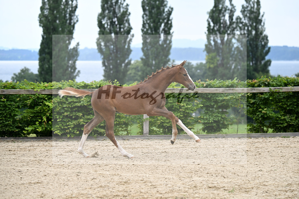 Kat-Nr. 3 Bastiano x Danone I_SF_Moser u Schuhmann_14250087 | hf-fotografie - Realisiert mit Pictrs.com