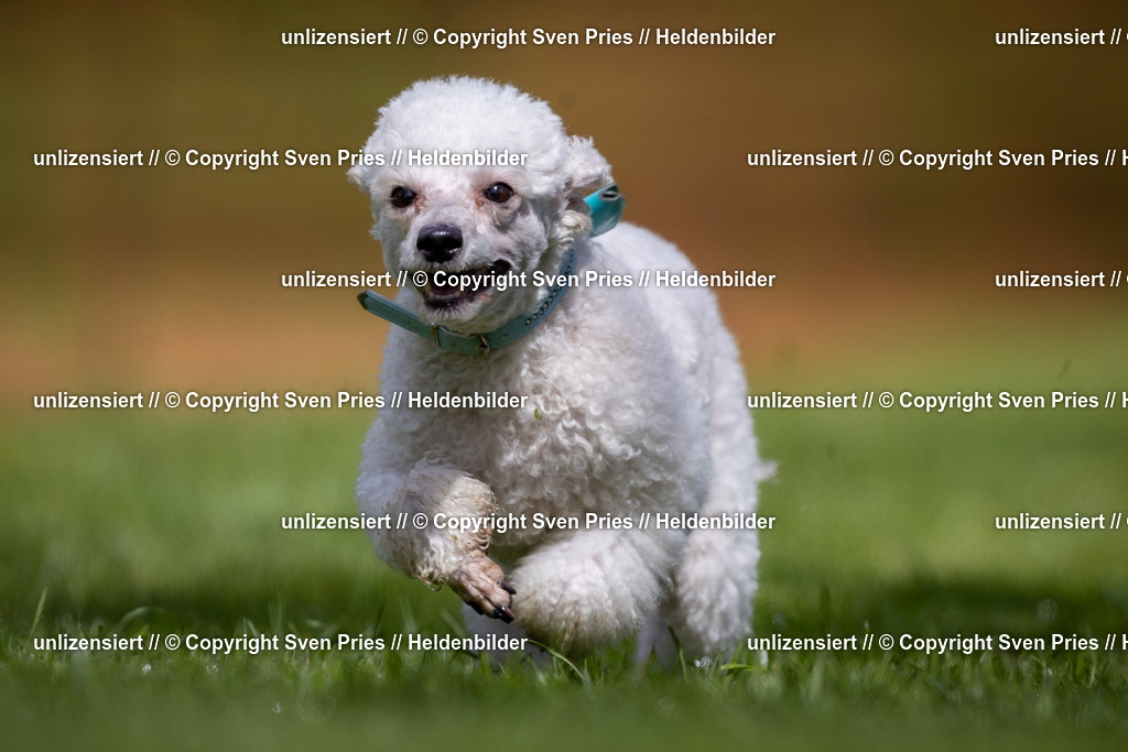 Sven Pries | 2024-04-21 - Hunderennen Baden-Oos
Foto: Sven Pries - Realisiert mit Pictrs.com