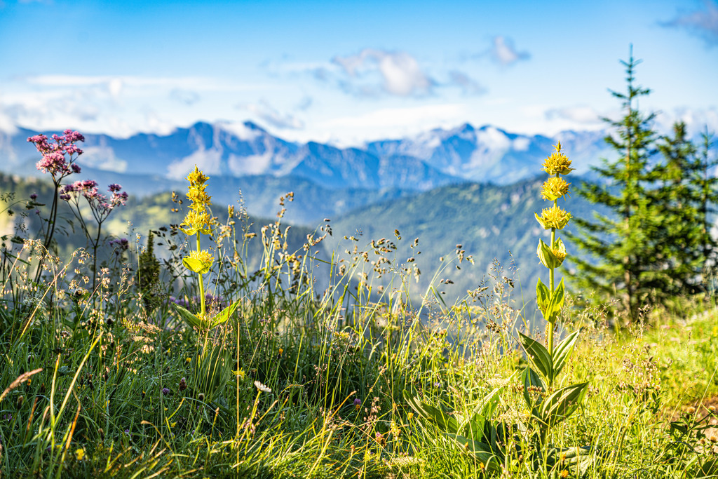Wandbild - Blumige Bergwelt | Michael Helmer - Allgäu Bilder auf Leinwand bestellen