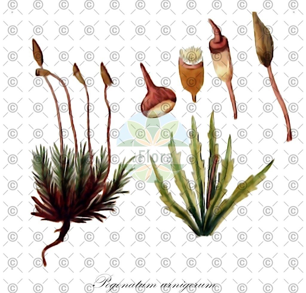 HistAbb_wfo-0000279610_1_ENZY_Simple | Historische Abbildung von Pogonatum urnigerum - Polytrichaceae | Historical Illustration of Pogonatum urnigerum - Polytrichaceae