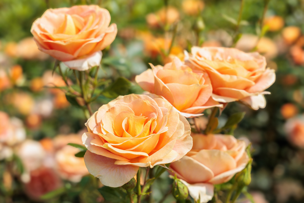 Wandbild: Zarte Eleganz – Apricotfarbene Rosen in Blüte | Dieses romantisch-sanfte Wandbild zeigt eine Gruppe blühender Rosen in warmem Apricot-Ton, eingebettet in ein sommerliches Gartenambiente. Die harmonische Farbgebung und das weiche Licht verleihen dem Bild eine besondere Leichtigkeit und Eleganz – ideal für Wohnräume, Schlafzimmer oder als liebevolles Geschenk mit floraler Note.