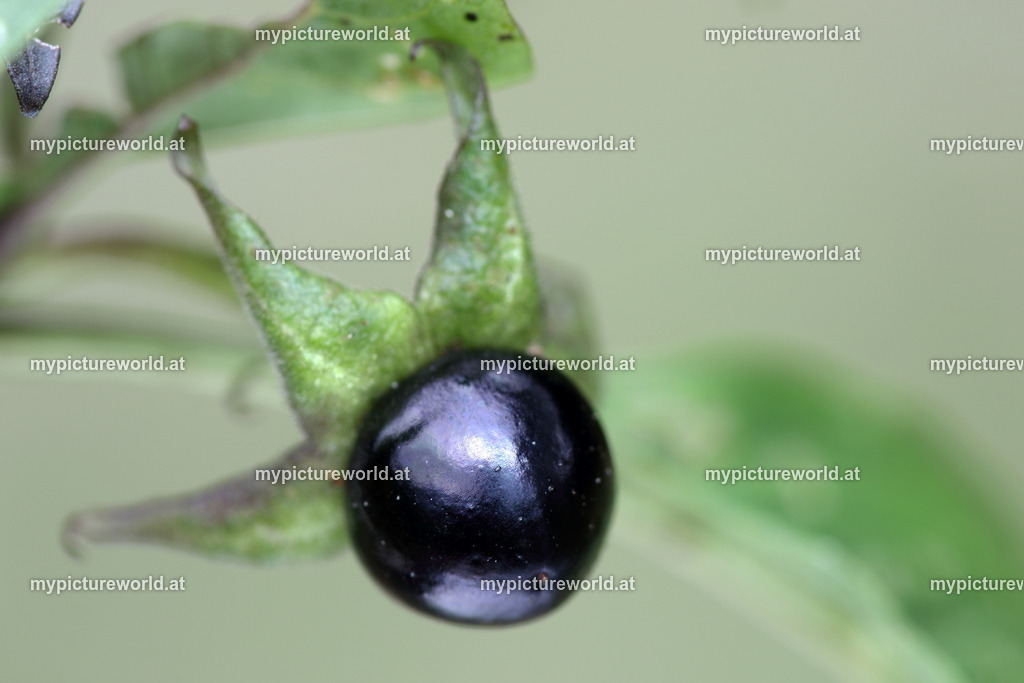 Schwarze Tollkirsche-004 | Das Bilderarchiv über Tiere, Planzen und Landschaften. In der Bilddatenbank finden Sie ein große Auswahl an hochwertigen Bilder für Ihre Werbung - Realisiert mit Pictrs.com