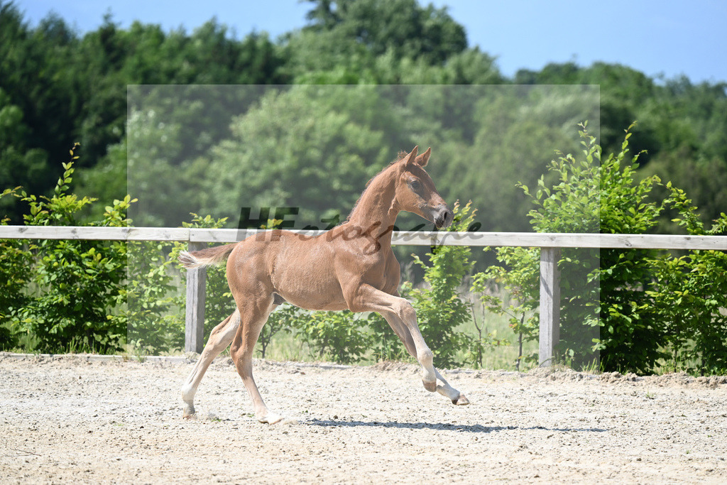 Kat-Nr. 8 HF DSP Feliciano_Niedermair_15230192 | hf-fotografie - Realizzato con Pictrs.com