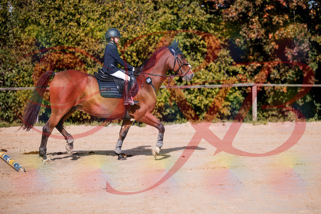 2026_10_03_Siefer-Hof_143735_Z81_06602737 | Professionelle Reitsport-, Turnier- und Eventfotografie von Robert Broda. Galerien mit ausgewählten und bearbeiteten Bildern direkt online ansehen und bestellen.