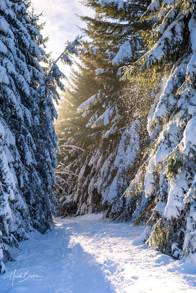 Winterwald 03 | Bilder und Impressionen zu jeder Jahreszeit aus dem Sauerland im Naturpark Sauerland-Rothaargebirge - Realisiert mit Pictrs.com