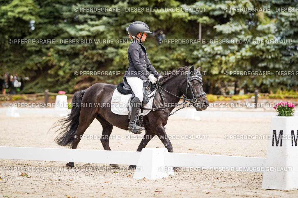 DSC02748 | Pferdegrafie