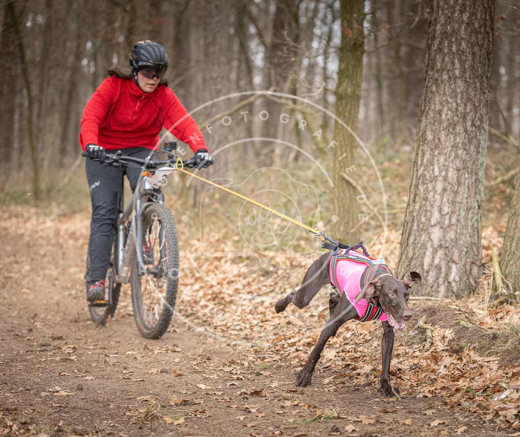 Pfotenfotografie_DV3A5297 | Hundefotografie, Tierfotograf, Pfotenfotografie, Fotoshooting Hund, Hunde Portrait, Hundesport, Hundeportraits, Heideshooting, Hunde, Sportfotograf, Hundefotograf, Turnierhundsport, THS,  - Realisiert mit Pictrs.com