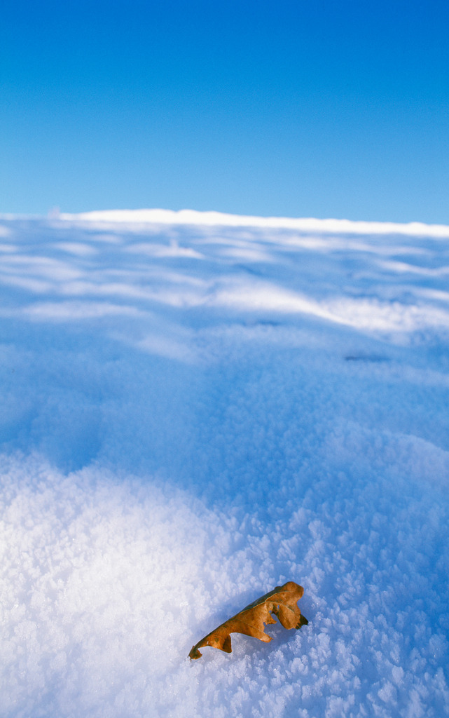 Einzelnes Blatt liegt auf einer Schneedecke | Austria - January 27, 2006: Einzelnes Blatt liegt auf einer Schneedecke mit strahlend blauem Himmel. - Realisiert mit Pictrs.com