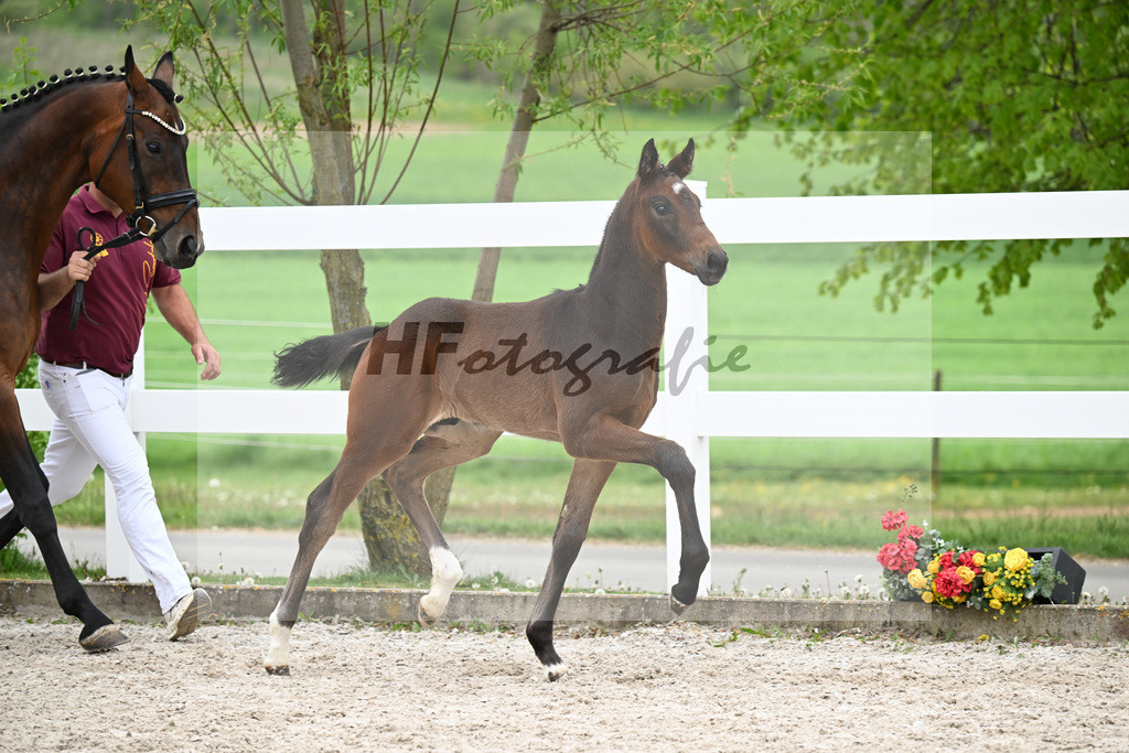 Kat-Nr. 8 HF Tesino RS x Benetton Dream_Greim_23260936 | hf-fotografie - Realisiert mit Pictrs.com