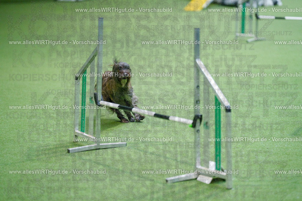 @allesWIRTHgut_Tierfotografie - www.allesWIRTHgut.de - 2604250851-7R507941 | Professionelle Tierfotografie in Mönchengladbach von Daniel Wirth (allesWIRTHgut). Liebevolle & natürliche Bilder von Hunden & Katzen für unvergessliche Erinnerungen.
