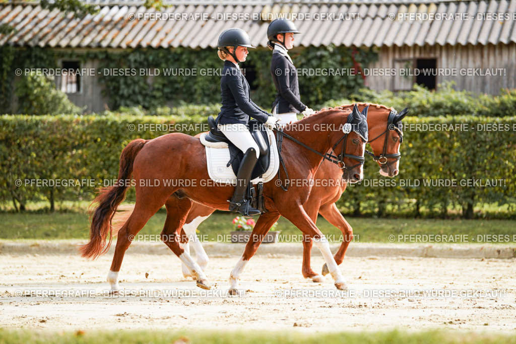 DSC03958 | Pferdegrafie