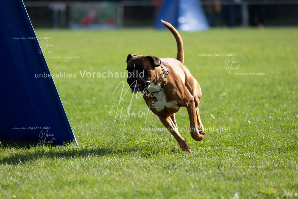 _16A6579 | Einzigartige Fotos von Hunden & Menschen –Actionfotos, Portraits, Vereinsaufnahmen & Paarshootings – authentisch, lebendig & mit Herz.