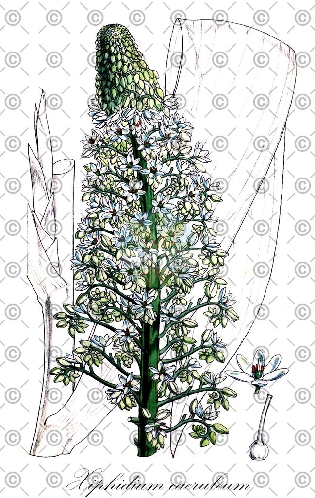 HistAbb_wfo-0000172302_1_ENZY_Simple | Historische Abbildung von Xiphidium caeruleum - Haemodoraceae | Historical Illustration of Xiphidium caeruleum - Haemodoraceae