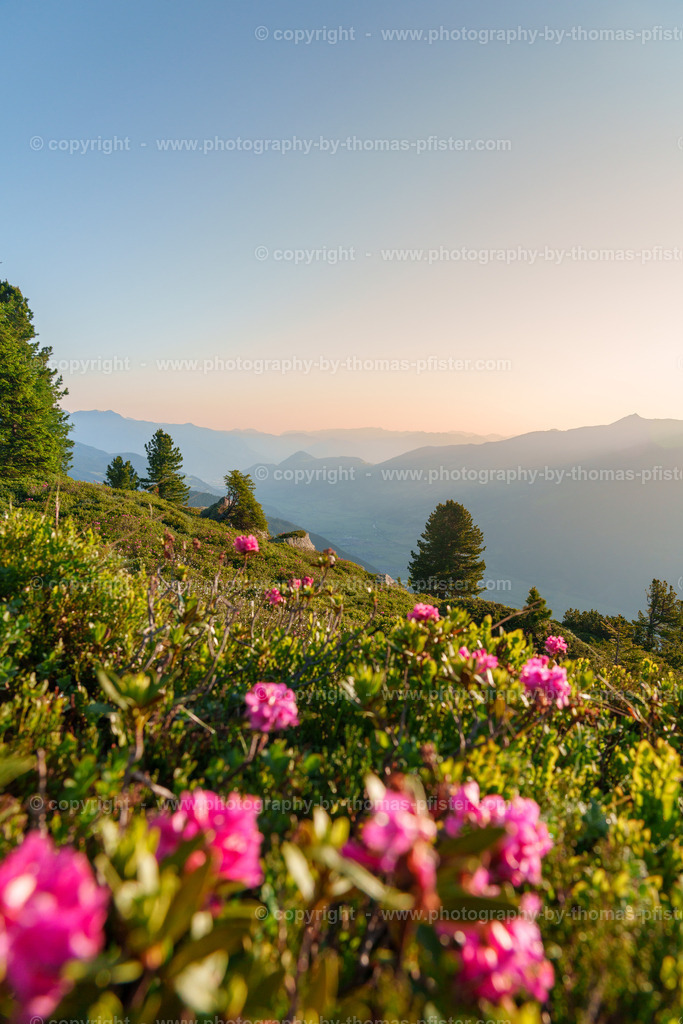 Almrosenblühte Zillertaler Höhenstrasse copyright  Thomas Pfister-8 | PHOTOGRAPHY BY THOMAS PFISTER