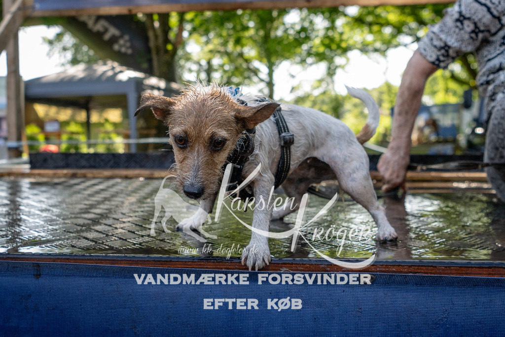 1525_ZZ91222 | kk-dogfotos