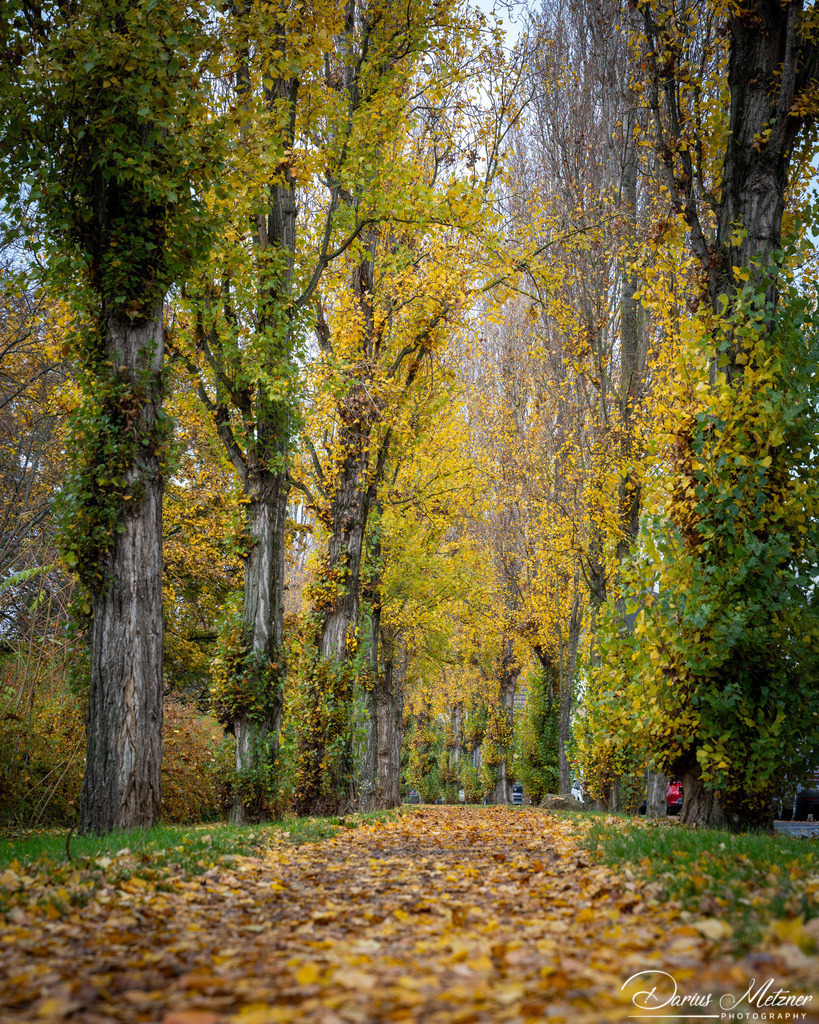 DSC_4419 | Fotografien, Fotos und Bilder aus Mainz, Frankfurt, Wiesbaden und anderen Orten auf der Welt - Fotografiert von Darius Metzner