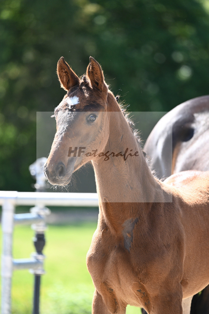 Kat-Nr. 6 SF Floricello_Ochs_16230137 | hf-fotografie - Realisiert mit Pictrs.com