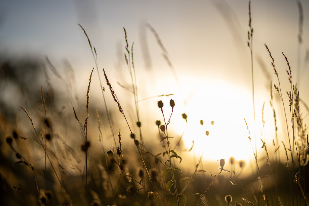 IMG_4781 | ehrlichefotos - Realisiert mit Pictrs.com