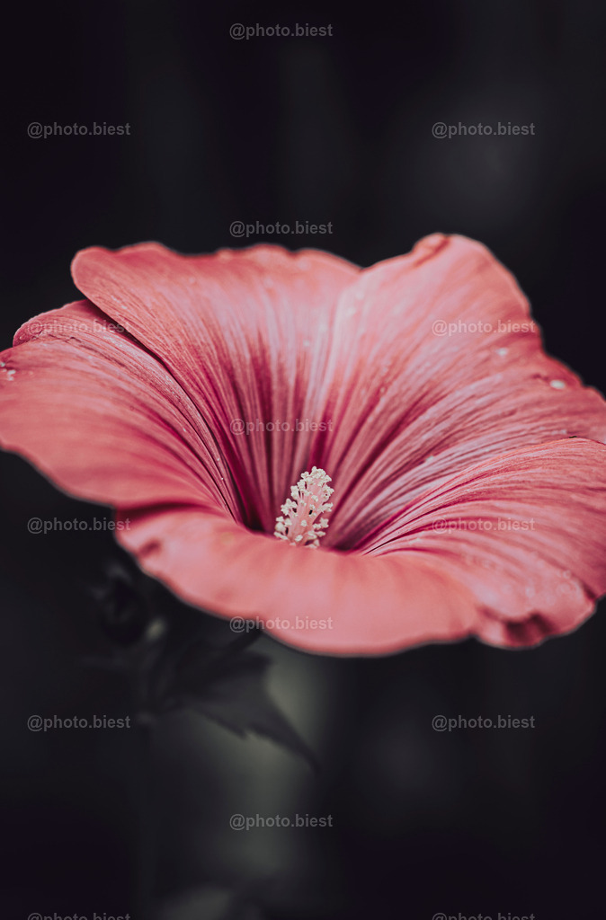 Malve | Eine rosafarbene Malvenblüte. - Realisiert mit Pictrs.com