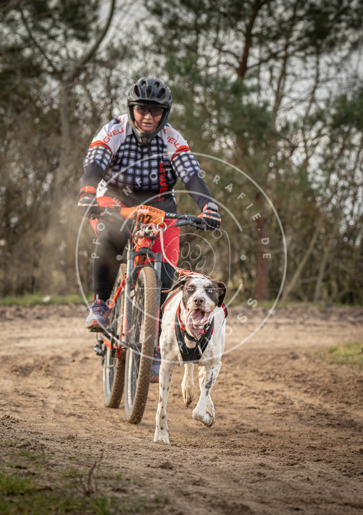Pfotenfotografie_DV3A8891 | Hundefotografie, Tierfotograf, Pfotenfotografie, Fotoshooting Hund, Hunde Portrait, Hundesport, Hundeportraits, Heideshooting, Hunde, Sportfotograf, Hundefotograf, Turnierhundsport, THS,  - Realisiert mit Pictrs.com