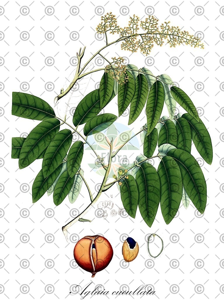HistAbb_wfo-0000524013_2_ENZY_Simple | Historische Abbildung von Aglaia cucullata - Meliaceae | Historical Illustration of Aglaia cucullata - Meliaceae