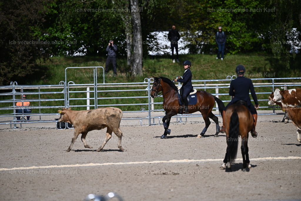 PI26_COW_Sara Landvogt226_7172.JPG | working equitationturnier fotograf videograf stoibphotography marixx film working equitation deutschland reitsport turnierfotografie eventfotografie equestrian events