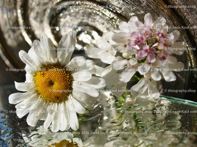 titusgraphy_P5279481-vz-ln | titusgraphy-shop: Geschenkideen mit Qualitätsfotos. titusgraphy-shop: gift ideas with quality photos. titusgraphy-shop: idées cadeaux avec photos de qualité.  - Realisiert mit Pictrs.com